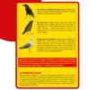 RUSOI2 Instruction 3 Répulsif sonore pigeons corbeaux mouettes solaire Acto
